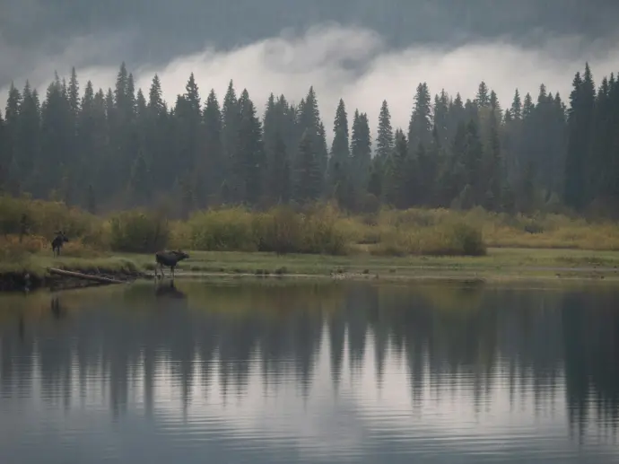 green trees beside river under blue sky during daytime